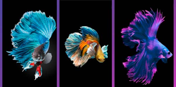 Betta Fish Best HD Live Wallpaper