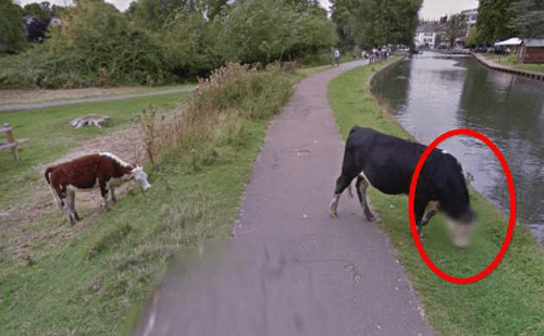 google-street-view-difumina-el-rostro-de-una-vaca